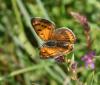 Lycaena dispar